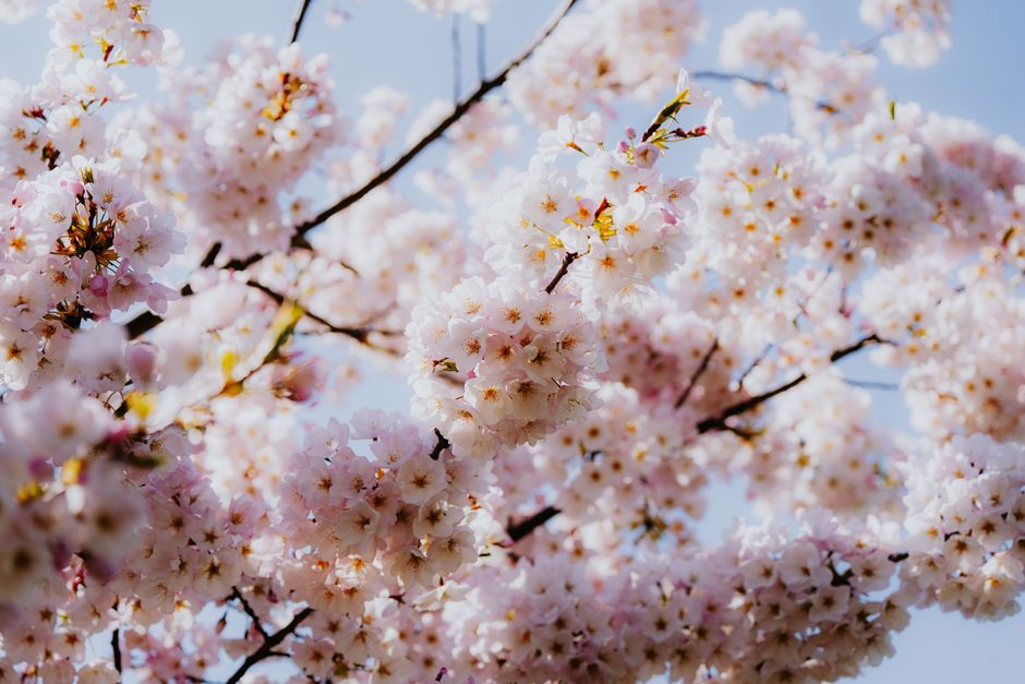The Cherry Renaissance: How Gourmand Fragrances Are Redefining Modern Femininity