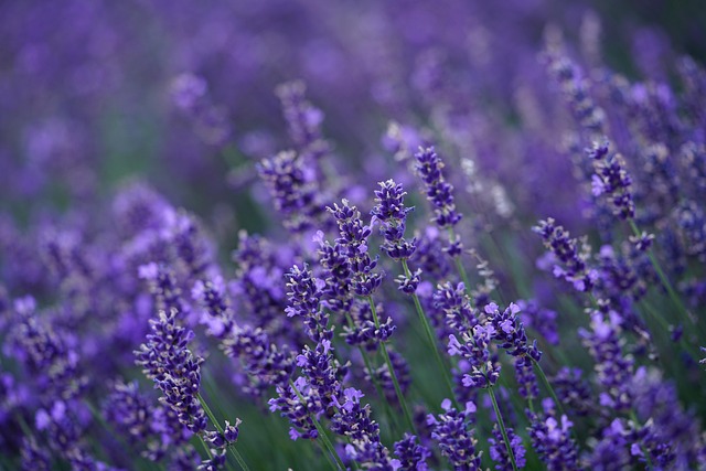 The 2026 Floral Renaissance: Reimagining Nature’s Most Romantic Fragrance