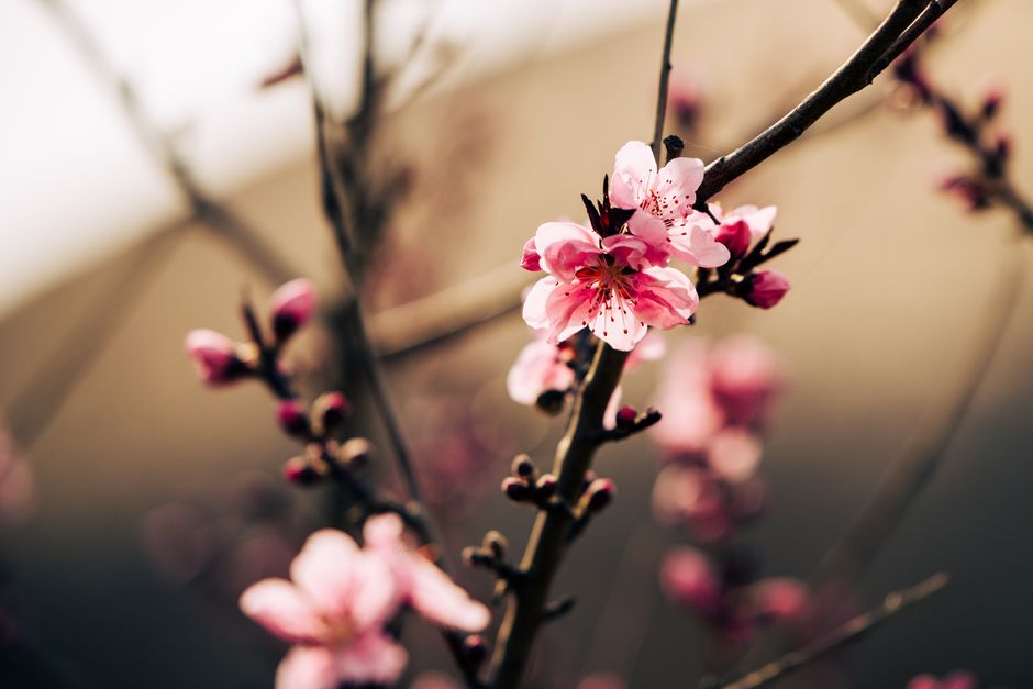 The Juicy Renaissance: Why Cherry Gourmand Fragrances Are Dominating 2026