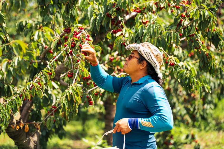 The Unexpected Allure of Cherry: Why This Forgotten Note Is 2026’s Most Sophisticated Scent