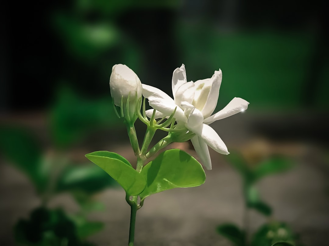 The Gardenia Renaissance: Why This Cult-Favorite Fragrance Note Is Dominating 2026