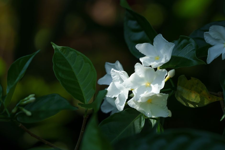 The White Floral Renaissance: Why Gardenia Perfumes Are Dominating 2026