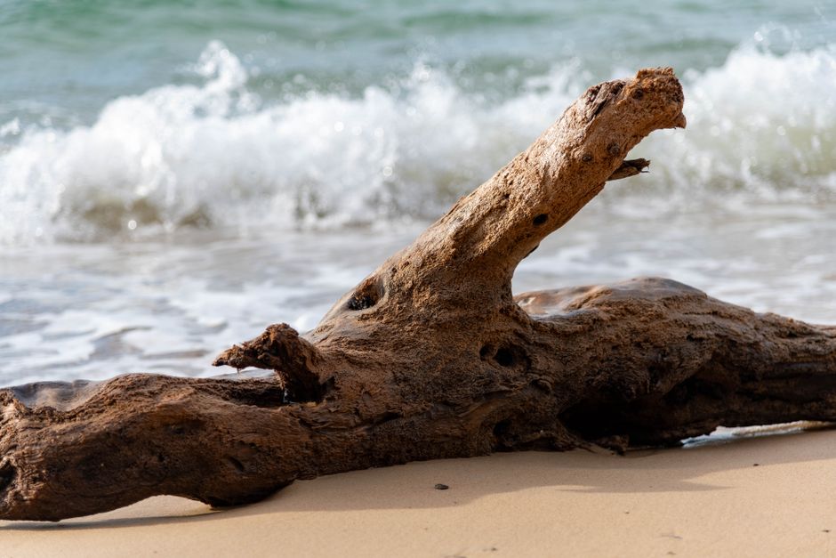 The Scent of Summer: How to Find Your Signature Warm-Woody Fragrance