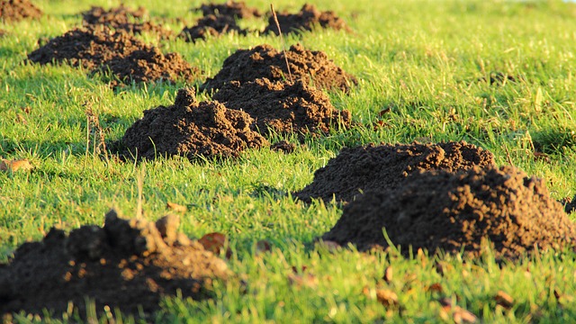 The Ultimate Guide to Robot Lawn Mowers in 2026: Smart Lawn Care Revolution